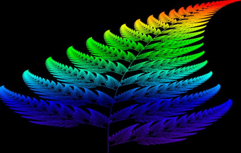 Rainbow Fern